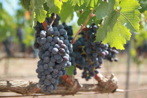 Mantonegro (Manto Negro)