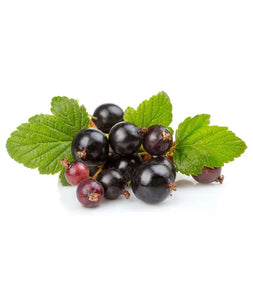 Schwarze Johannisbeere